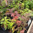 Acer pal. in varieties