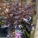Acer palmatum 'Bloodgood'