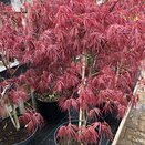 Acer palmatum 'Dissectum Garnet'