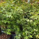 Acer palmatum Little Princess
