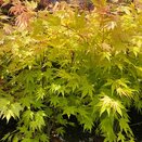 Acer palmatum 'Orange Dream'