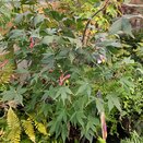 Acer palmatum 'Osakazuki'