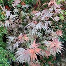 Acer Palmatum 'Shaina'