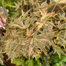 Acer palmatum 'Taylor'