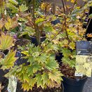 Acer shirasawanum 'Aureum'