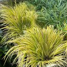 ACORUS gramineus Golden Delight