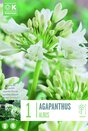 Agapanthus Africanus Albus