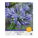 Agapanthus Blue Great Value Pack