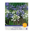 Agapanthus Lily Of The Nile Great Value Pack