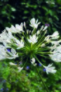 Agapanthus Umbellatus Alba Giant Bulb