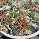 Airplant Tillandsia 'Ionantha Red'