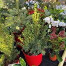 Albertiana Conica 1 litre pot