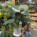 Alocasia Regal Shields