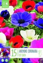 Anemone coronaria De Caen Mixed
