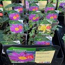 Anemone hybrida 'Pamina'