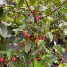 Apple Tree, Crab Apple, Malus Tina