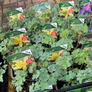 Aquilegia chrysantha 'Yellow Queen'