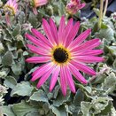 Arctotis Opera Pink 12cm pot