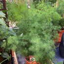 Asparagus umbellatus Asparagus umbellatus (myriocladus)