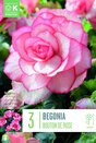 Begonia Bouton De Rose
