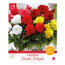 Begonia Double Delight Great Value Pack