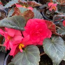 Begonia Non Stop Dark Leaf Pink 1 Litre Pot Knights Garden Centres