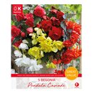 Begonia Pendula Cascade Great Value Pack