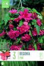 Begonia Pendula Cascade Pink