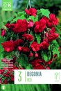 Begonia Pendula Cascade Red