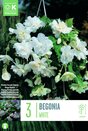 Begonia Pendula Cascade White
