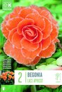 Begonia Picotee Lace Apricot