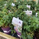 Blackberry Brombeere 'Lucky Berry' ®