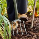 Boron Green Border Fork