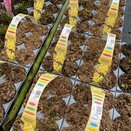 Bulb Pack Narcissi Minnow