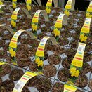 Bulb Pack Narcissus Tete-a-Tete