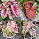 Caladium in varieties XL