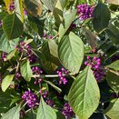 Callicarpa bodinieri 'Profusion' 2 litre pot