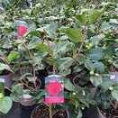 Camellia japonica Ruby Wedding