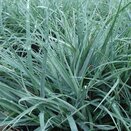 Carex flacca Blue Zinger