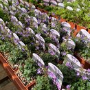 Chaenorhinum origanifolium Blue Dreams