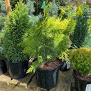 Chamaecyparis lawsoniana Yvonne