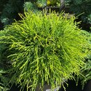 Chamaecyparis pis. Sungold