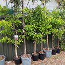 Cherry Tree Stella (Colt)