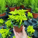 Choisya ternata 'Brica'