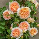 Climbing Rose Bathsheba by David Austin