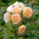 Climbing Rose Ghislaine De Feligonde by David Austin