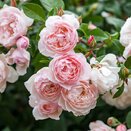Climbing Rose The Generous Gardener by David Austin