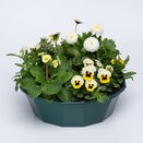 Container Pop Planter Spring Break Rimini