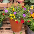 Container Summer mix 2