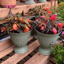 Container Summer small